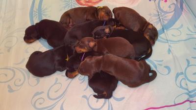 chiots