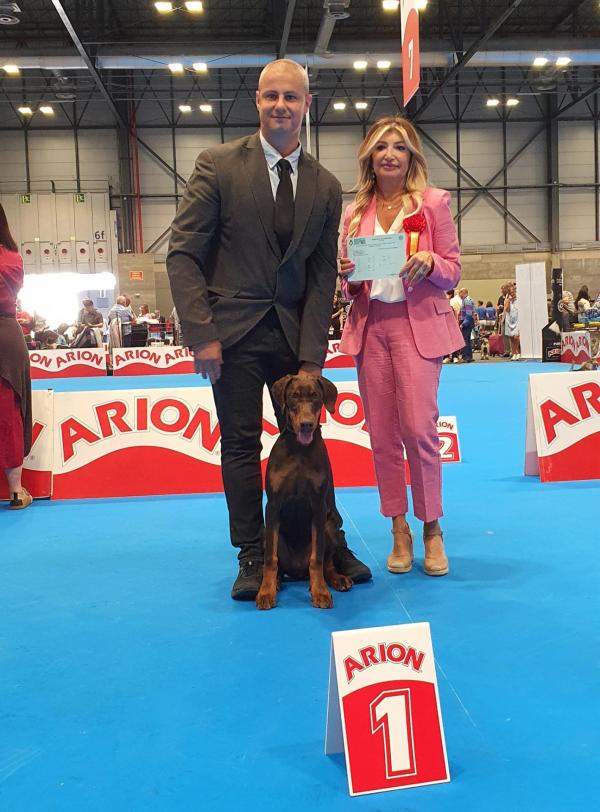 world dog show