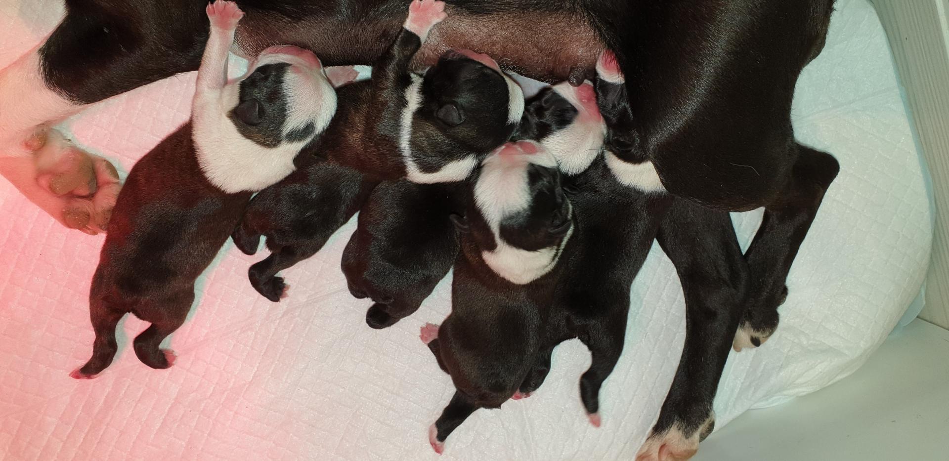 Chiots nitro