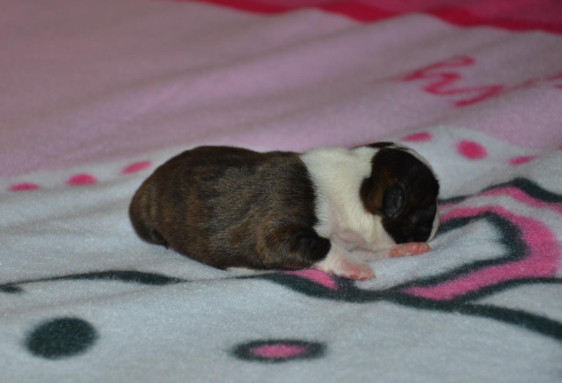 Femelle