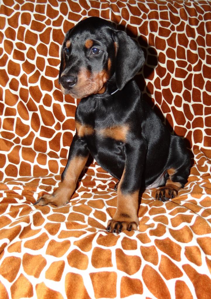 male-gris-1.jpg