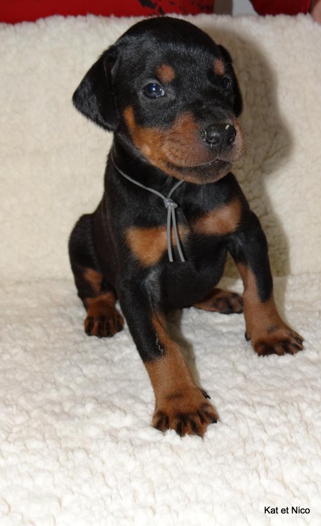male-gris.jpg