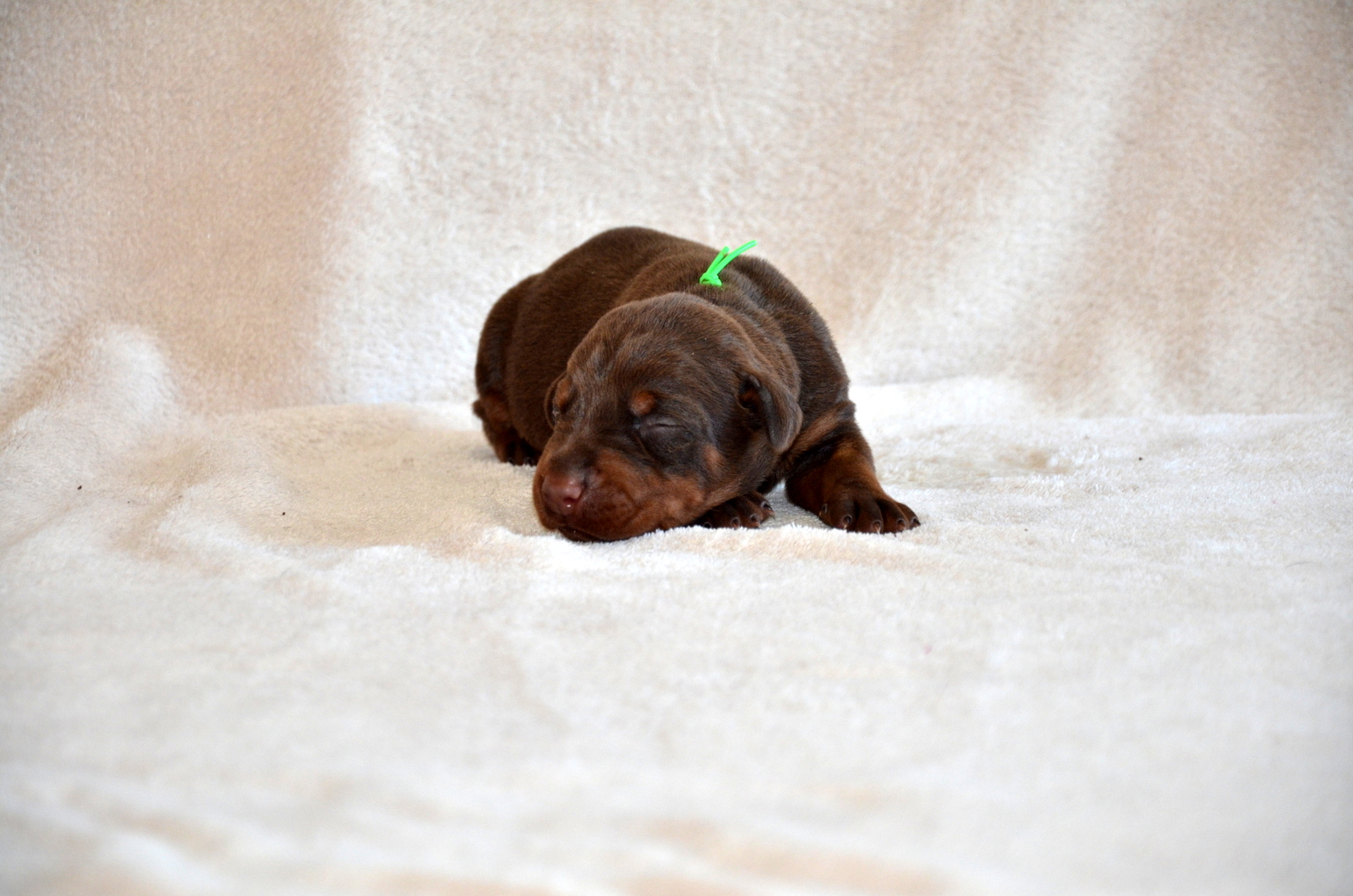 Male marron collier vert 9
