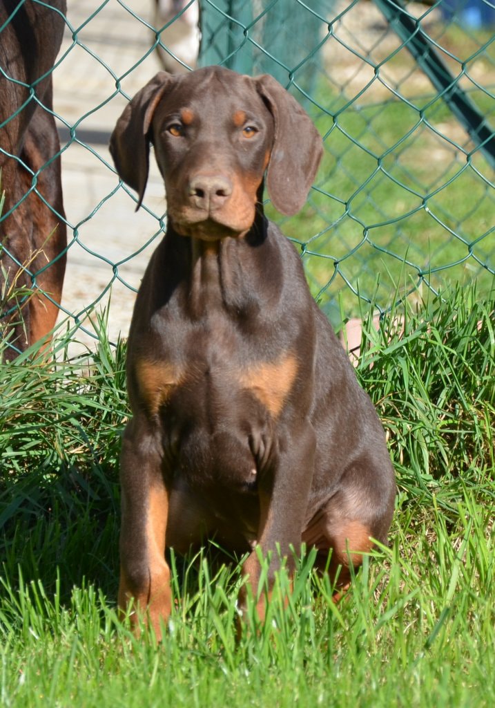 Male marron