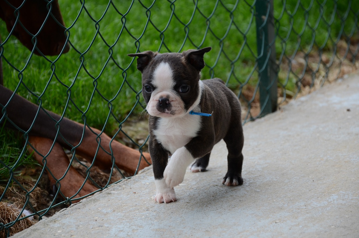 Male bleu