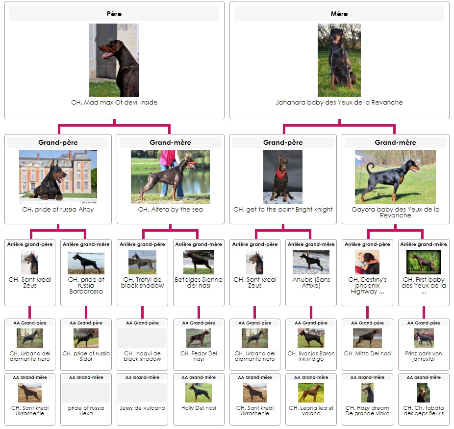 Pedigree 1