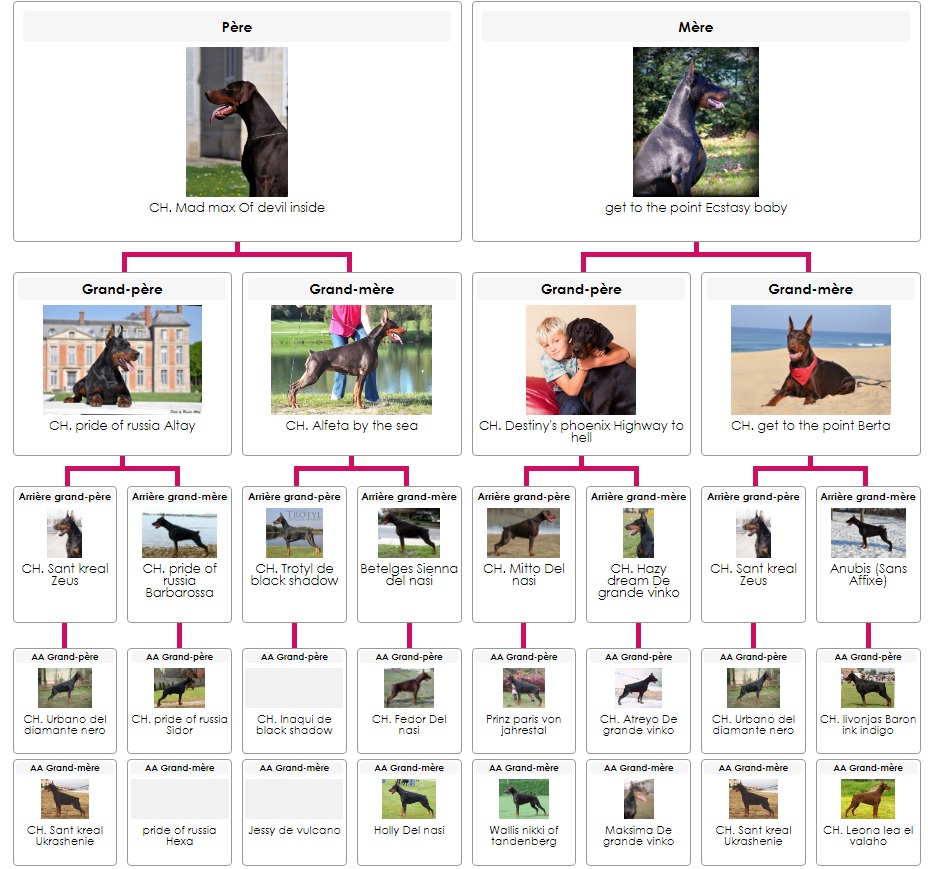 Pedigree 2