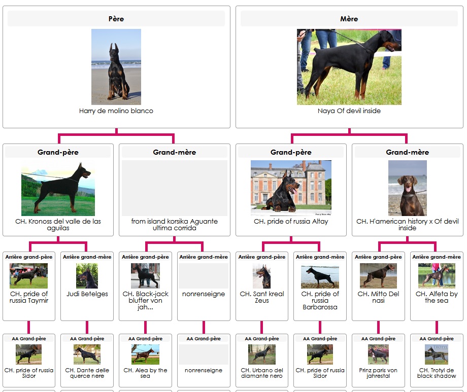 Pedigree 3