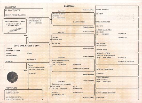 pedigree-Tab.jpg