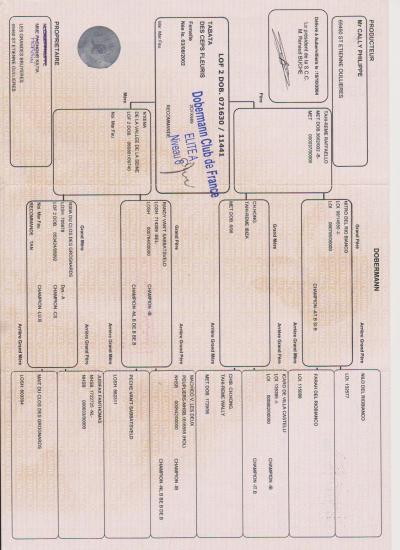 pedigree-Tabata.jpg