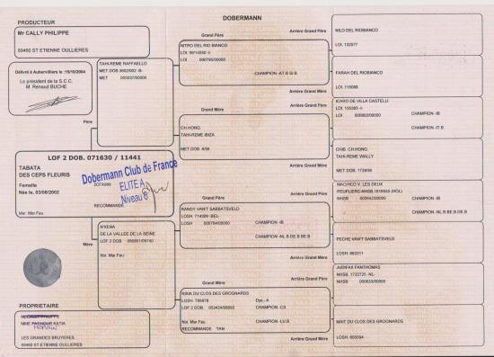 pedigree-Tabata2.jpg