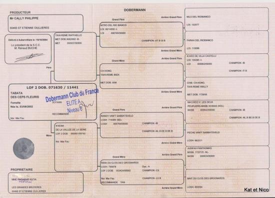 pedigree-tabata-1.jpg