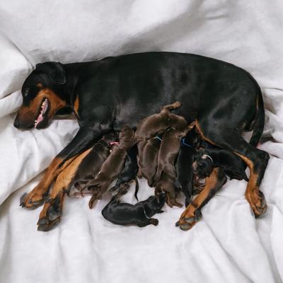 Chiots Raven