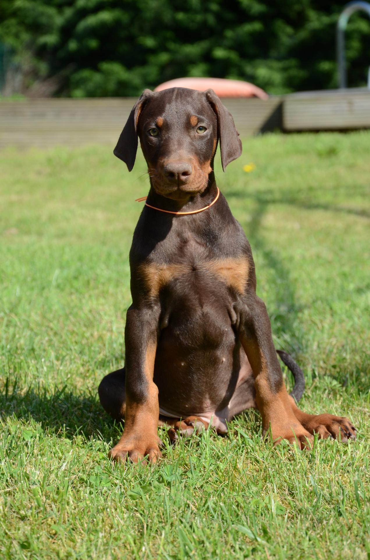 Site male marron